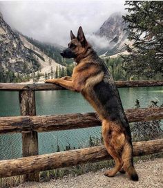 a german shepherd standing on its hind legs looking over a fence at a mountain lake