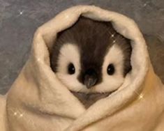 a baby penguin peeks out from under a blanket