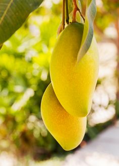 two mangoes hanging from a tree with green leaves