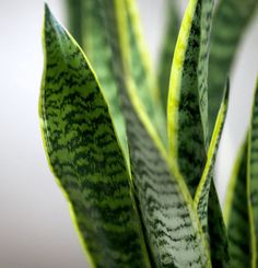 a close up of a plant with green leaves