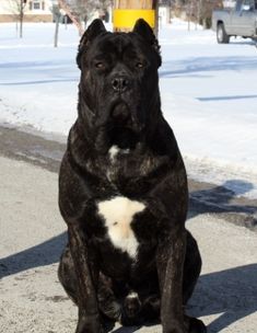 a large black dog sitting in the snow