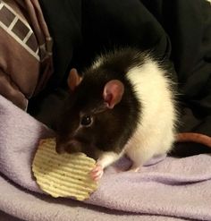 a black and white rat sitting on top of a purple blanket next to a pile of chips