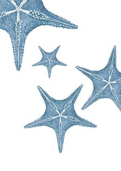 three starfishs are shown in blue and white