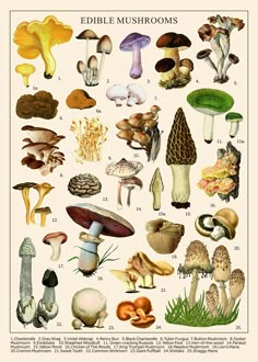 the edible mushrooms are shown in this poster