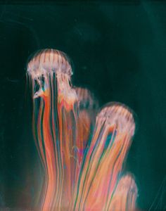 two jellyfish swimming in the water together