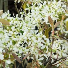 white flowers are blooming on the tree