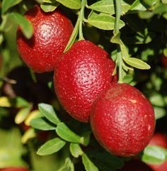 three red fruit hanging from a tree with green leaves