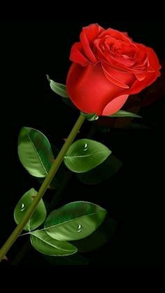 a single red rose with water droplets on it's petals and leaves in front of a black background