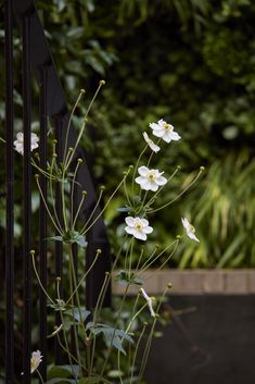 some white flowers are growing in a pot