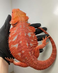 an orange lizard sitting on top of a person's hand in front of a white wall