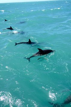 three dolphins swimming in the ocean together