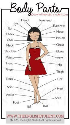 the parts of a woman's body in english