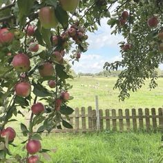 an apple tree filled with lots of red apples next to a wooden fence and green grass