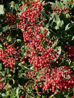 berries are growing on the branches of trees