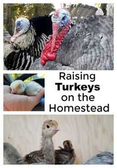 three different pictures with the words raising turkeys on the homesead written below