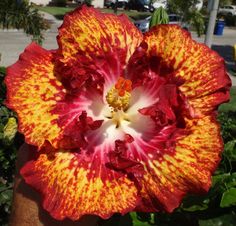 a large red and yellow flower in a garden