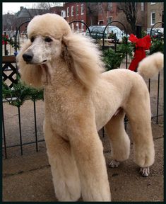 a white poodle standing in front of a fence with christmas wreaths behind it