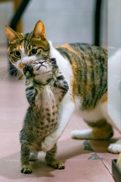 a cat standing on its hind legs with it's paw in the other hand