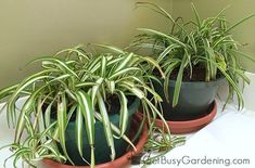 two potted plants sitting on top of a white counter