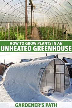 a greenhouse with snow on the ground and plants growing in it, text overlay reads how to grow plants in an unheated greenhouse gardener's path