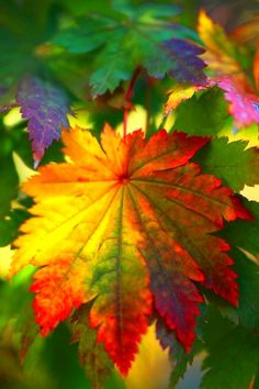 an autumn leaf with a quote from the poem's author, and it is in color