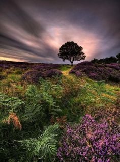 a lone tree stands in the middle of a field with wildflowers under a cloudy sky