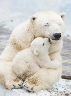 an adult polar bear and her cub cuddle together