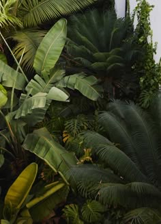 there are many green plants growing on the wall