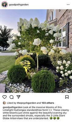 an image of a garden with white flowers in the center and green bushes around it