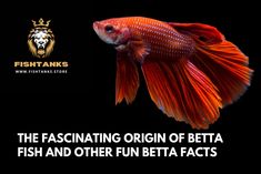 the fascinating origin of betta fish and other fun betta fact