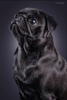 a black pug dog looking up at the sky with its eyes wide open and it's head tilted to the side