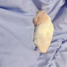 a baby hamster is curled up on a blue blanket with its head tucked under it's back