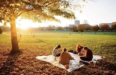 four people sitting on a blanket under a tree in a park at sunset or sunrise