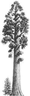 a black and white photo of a large tree