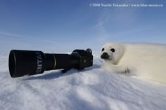 a polar bear laying in the snow next to a camera