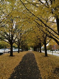 trees with yellow leaves line the street in front of parked cars on either side of the road