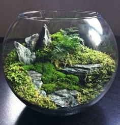 an aquarium filled with moss and rocks on top of a wooden table next to a window