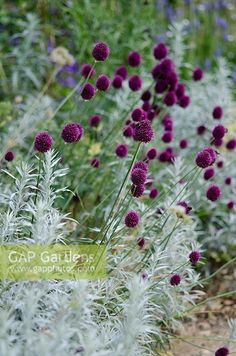 purple flowers growing in the middle of a garden with white and green plants behind them