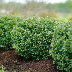 a bush with green leaves is in the dirt