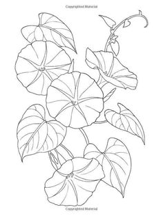 a drawing of a plant with large leaves