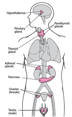 the anatomy of the human body with labels on each side, including the stomach and abdomen