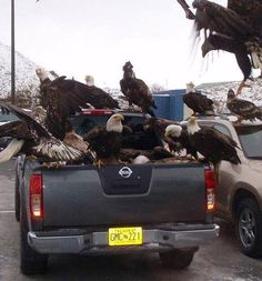 the truck is full of bald eagles in it's flat bed, with caption that reads all aboard the freedom truck