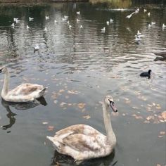 two swans are swimming in the water with birds around them and leaves on the ground