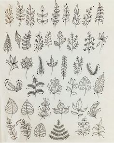 a drawing of different types of leaves