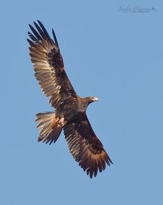 a large bird flying through the air with it's wings spread