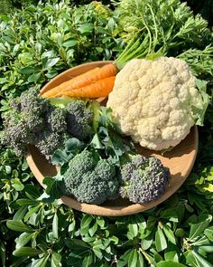 broccoli, cauliflower and carrots on a plate in the garden