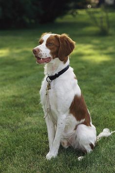 a brown and white dog sitting in the grass