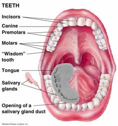 Tmj Relief Remedies, Dental Charting, Teeth Diagram, Registered Dental Assistant, Mouth Reference, Mouth Anatomy, Prenatal Development, Tmj Relief, Dental Assistant Study