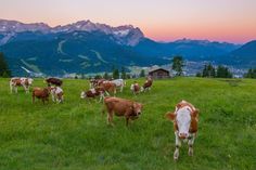 a herd of cows standing on top of a lush green field next to a mountain