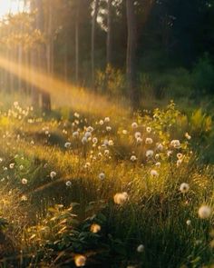 the sun shines brightly through the trees and grass in this field filled with dandelions